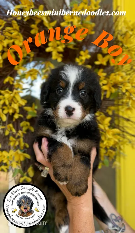Aela’s Orange Boy – Miniature Bernedoodle puppy for sale in Brighton, CO