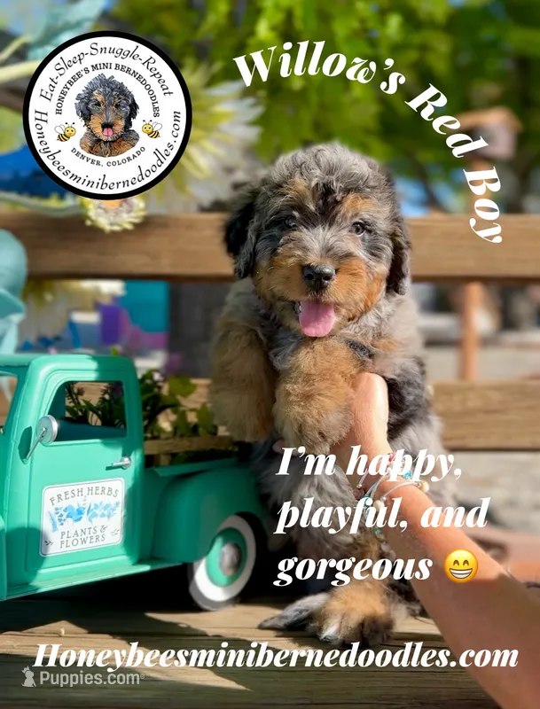 Red Boy (Willow’s) – Bernedoodle puppy for sale in Brighton, CO