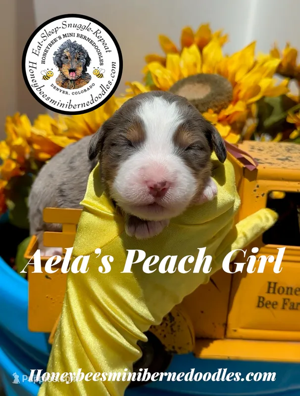 Aela’s Peach Girl  – Miniature Bernedoodle puppy for sale in Brighton, CO