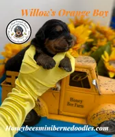 Willow’s Orange Boy, a male Miniature Bernedoodle for sale in Brighton, CO – 2 of 5