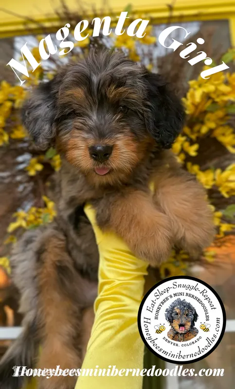 Willow’s Magenta Girl  – Miniature Bernedoodle puppy for sale in Brighton, CO