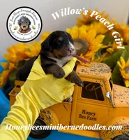 Willow’s Peach Girl , a female Miniature Bernedoodle for sale in Brighton, CO – 2 of 5