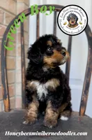 Willow’s Green Boy , a male Miniature Bernedoodle for sale in Brighton, CO – 4 of 10