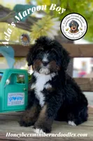 Maroon Boy (Aela’s), a male Bernedoodle for sale in Brighton, CO – 9 of 10