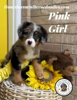 Pink Girl (Aela’s), a female Bernedoodle for sale in Brighton, CO – 7 of 10