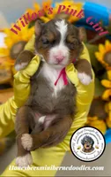 Willow’s Pink Girl , a female Miniature Bernedoodle for sale in Brighton, CO – 4 of 6