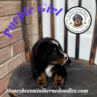 Purple Girl (Aela’s), a female Bernedoodle for sale in Brighton, CO – 2 of 6
