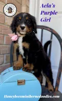 Aela’s Purple Girl , a female Miniature Bernedoodle for sale in Brighton, CO – 7 of 10