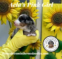 Pink Girl (Aela’s), a female Bernedoodle for sale in Brighton, CO – 6 of 9
