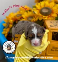 Willow’s Pink Girl , a female Miniature Bernedoodle for sale in Brighton, CO – 3 of 6