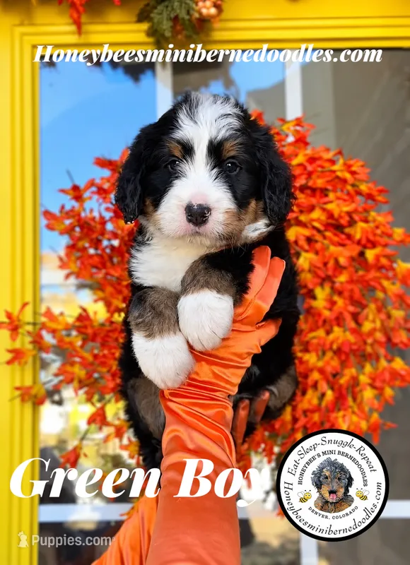Juni’s Green Boy  – Miniature Bernedoodle puppy for sale in Brighton, CO
