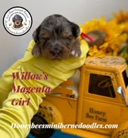 Willow’s Magenta Girl , a female Miniature Bernedoodle for sale in Brighton, CO – 2 of 6