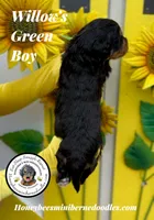 Willow’s Green Boy , a male Miniature Bernedoodle for sale in Brighton, CO – 9 of 10