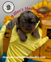 Willow’s Magenta Girl , a female Miniature Bernedoodle for sale in Brighton, CO – 3 of 6