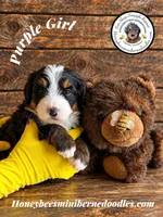 Juni’s Purple Girl , a female Miniature Bernedoodle for sale in Brighton, CO – 3 of 9