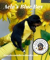 Blue Boy (Aela’s), a male Bernedoodle for sale in Brighton, CO – 6 of 8