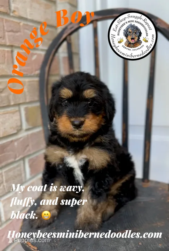 Orange Boy (Willow’s) – Bernedoodle puppy for sale in Brighton, CO