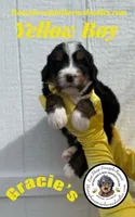 Gracie’s Yellow Boy, a male Bernedoodle for sale in Brighton, CO – Photo 6 of 10