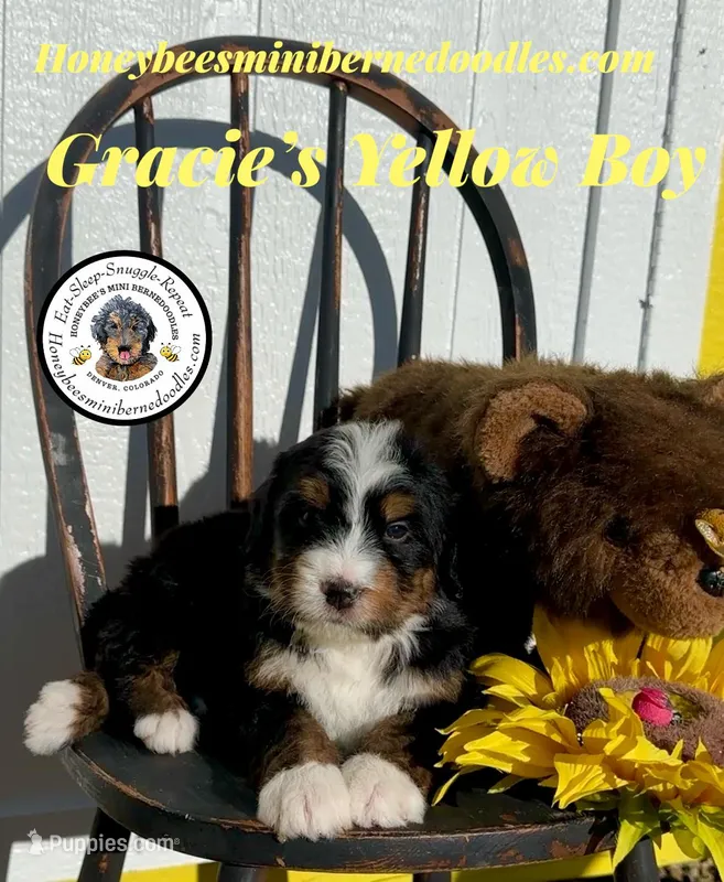 Gracie’s Yellow Boy – Bernedoodle puppy for sale in Brighton, CO