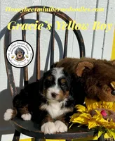 Gracie’s Yellow Boy, a male Bernedoodle for sale in Brighton, CO – Photo 1 of 10