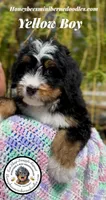 Gracie’s Yellow Boy, a male Bernedoodle for sale in Brighton, CO – Photo 3 of 10
