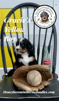 Gracie’s Yellow Boy, a male Bernedoodle for sale in Brighton, CO – Photo 6 of 10