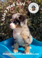 Pink Girl (Aela’s), a female Bernedoodle for sale in Brighton, CO – 10 of 10