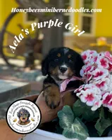 Aela’s Purple Girl , a female Miniature Bernedoodle for sale in Brighton, CO – 8 of 10