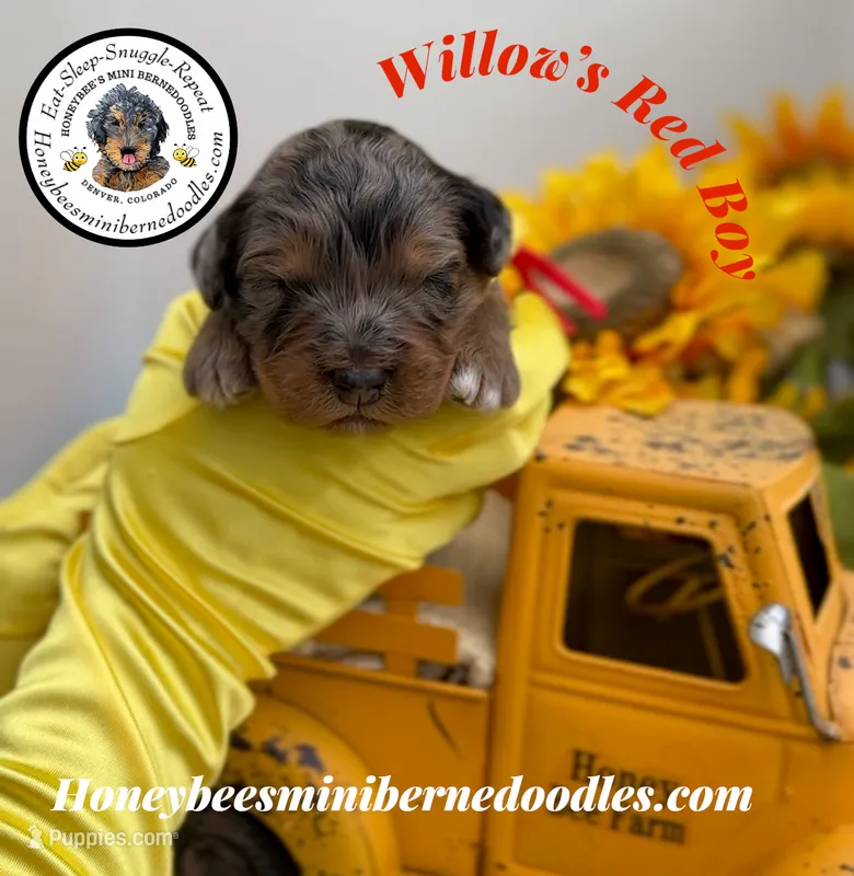 Willow’s Red Boy  – Miniature Bernedoodle puppy for sale in Brighton, CO