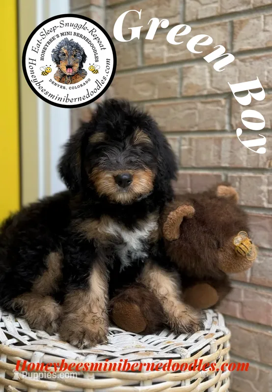 Green Boy (Willow’s) – Bernedoodle puppy for sale in Brighton, CO