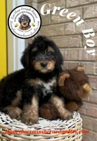 Green Boy (Willow’s), a male Bernedoodle for sale in Brighton, CO – 10 of 10
