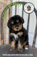 Green Boy (Willow’s), a male Bernedoodle for sale in Brighton, CO – 1 of 10