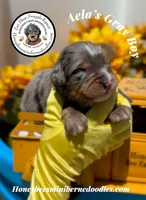 Aela’s Gray Boy, a male Miniature Bernedoodle for sale in Brighton, CO – 2 of 5