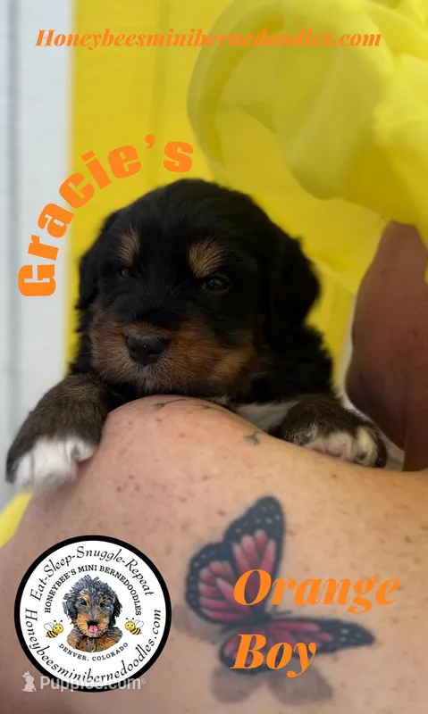 Gracie’s Orange Boy – Miniature Bernedoodle puppy for sale in Brighton, CO