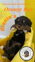 Gracie’s Orange Boy, a male Miniature Bernedoodle for sale in Brighton, CO – Photo 3 of 7