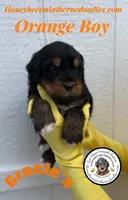 Gracie’s Orange Boy, a male Miniature Bernedoodle for sale in Brighton, CO – Photo 2 of 7