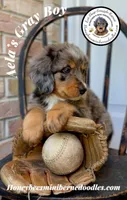 Aela’s Gray Boy, a male Miniature Bernedoodle for sale in Brighton, CO – 3 of 10