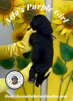 Purple Girl (Aela’s), a female Bernedoodle for sale in Brighton, CO – 6 of 6