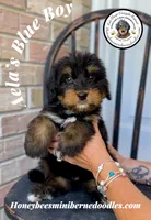 Aela’s Blue Boy, a male Miniature Bernedoodle for sale in Brighton, CO – 5 of 10