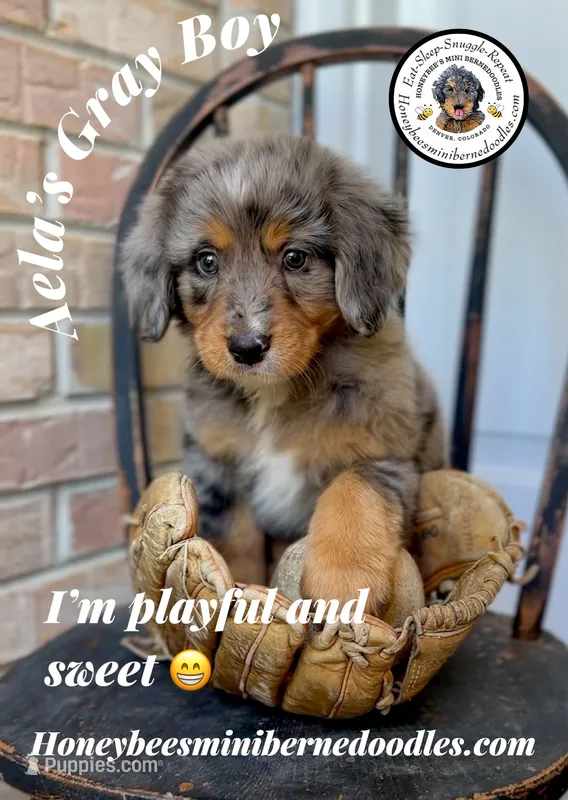 Gray Boy (Aela’s) – Bernedoodle puppy for sale in Brighton, CO