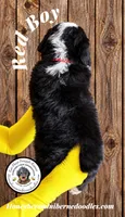 Juni’s Red Boy, a male Miniature Bernedoodle for sale in Brighton, CO – 6 of 9