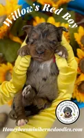 Willow’s Red Boy , a male Miniature Bernedoodle for sale in Brighton, CO – 3 of 5