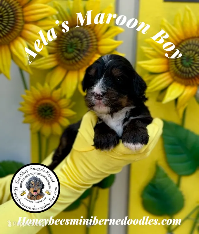 Aela’s Maroon Boy – Miniature Bernedoodle puppy for sale in Brighton, CO