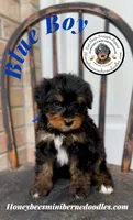 Aela’s Blue Boy, a male Miniature Bernedoodle for sale in Brighton, CO – 8 of 10