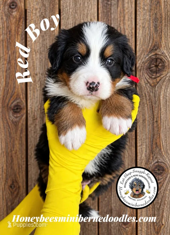 Juni’s Red Boy – Miniature Bernedoodle puppy for sale in Brighton, CO