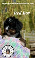 Red Boy, a male Miniature Bernedoodle for sale in Brighton, CO – 6 of 9