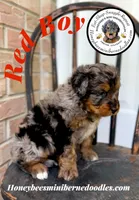 Red Boy (Willow’s), a male Bernedoodle for sale in Brighton, CO – 4 of 8