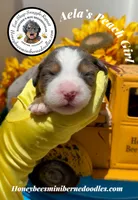 Aela’s Peach Girl , a female Miniature Bernedoodle for sale in Brighton, CO – 2 of 6