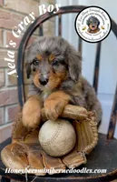Aela’s Gray Boy, a male Miniature Bernedoodle for sale in Brighton, CO – 2 of 10