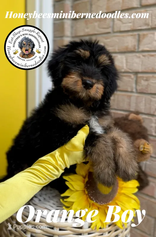Orange Boy (Willow’s) – Bernedoodle puppy for sale in Brighton, CO